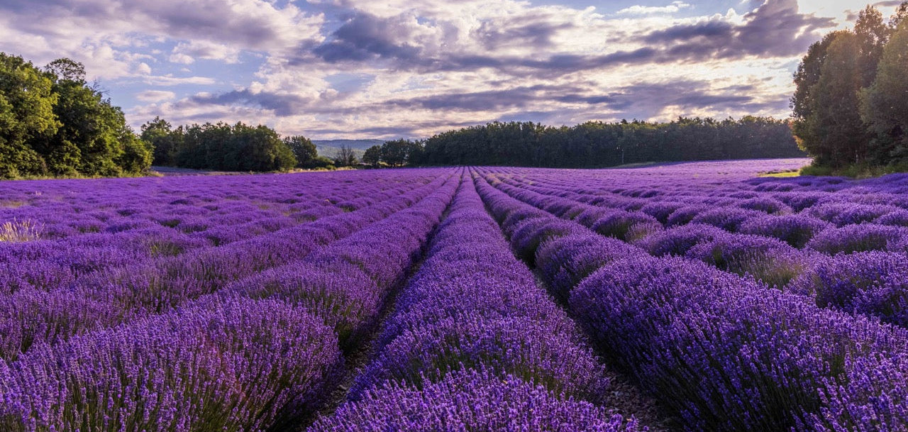 Behind The Scent : Blanc Polychrome