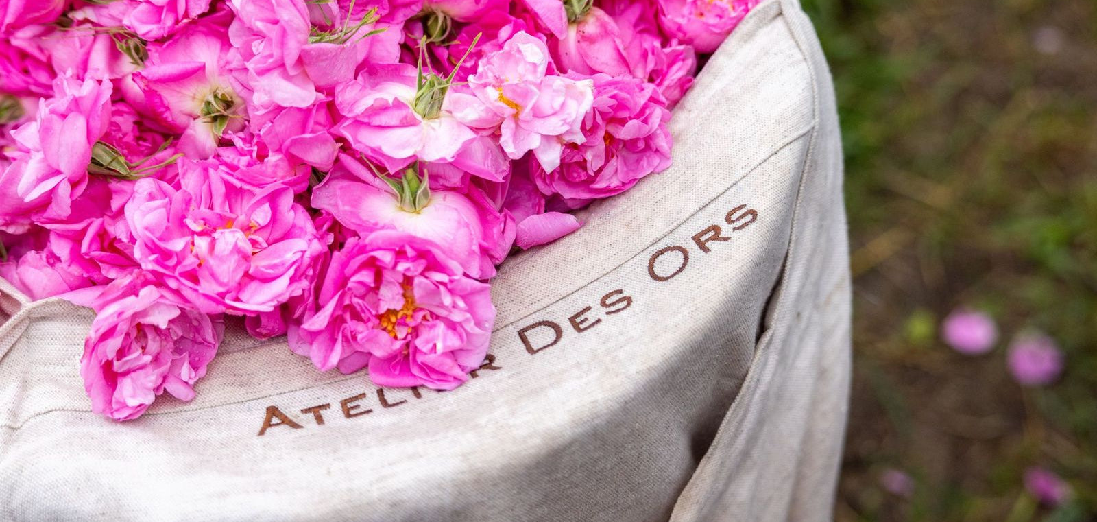 De la Fleur au Parfum : la Rose Centifolia