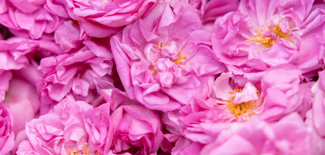 LA ROSE CENTIFOLIA, UN PRÉCIEUX HÉRITAGE GRASSOIS