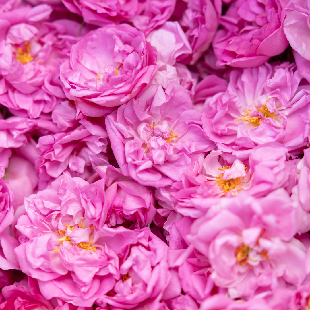 LA ROSE CENTIFOLIA, UN PRÉCIEUX HÉRITAGE GRASSOIS