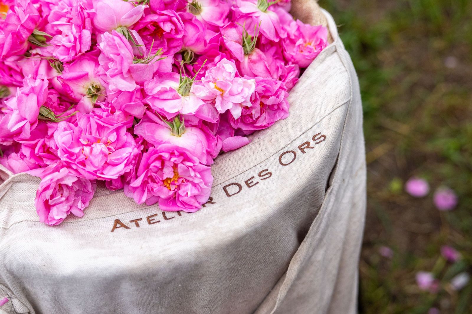 De la Fleur au Parfum : la Rose Centifolia